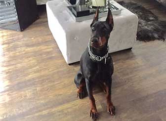 Mika