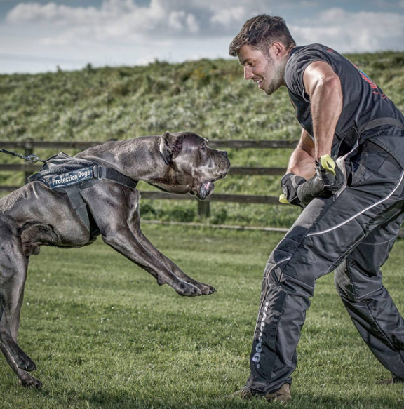 A Cane Corso lunging at its trainer