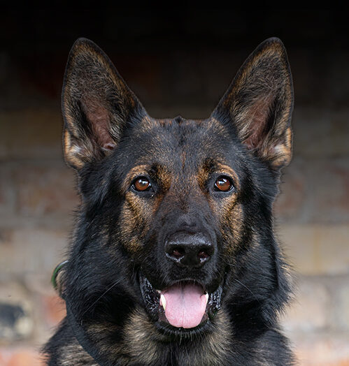 Rico Protection Dogs Worldwide