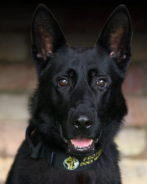 Dogs_Portrait_Gabbo_2