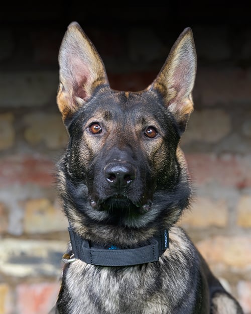 Neo, a trained protection dog,