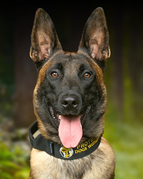 Residential dog training