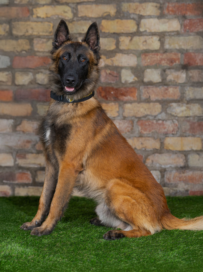 An image showing a fully trained Belgian Malinois in obedience and protection at Protection Dogs Worldwide