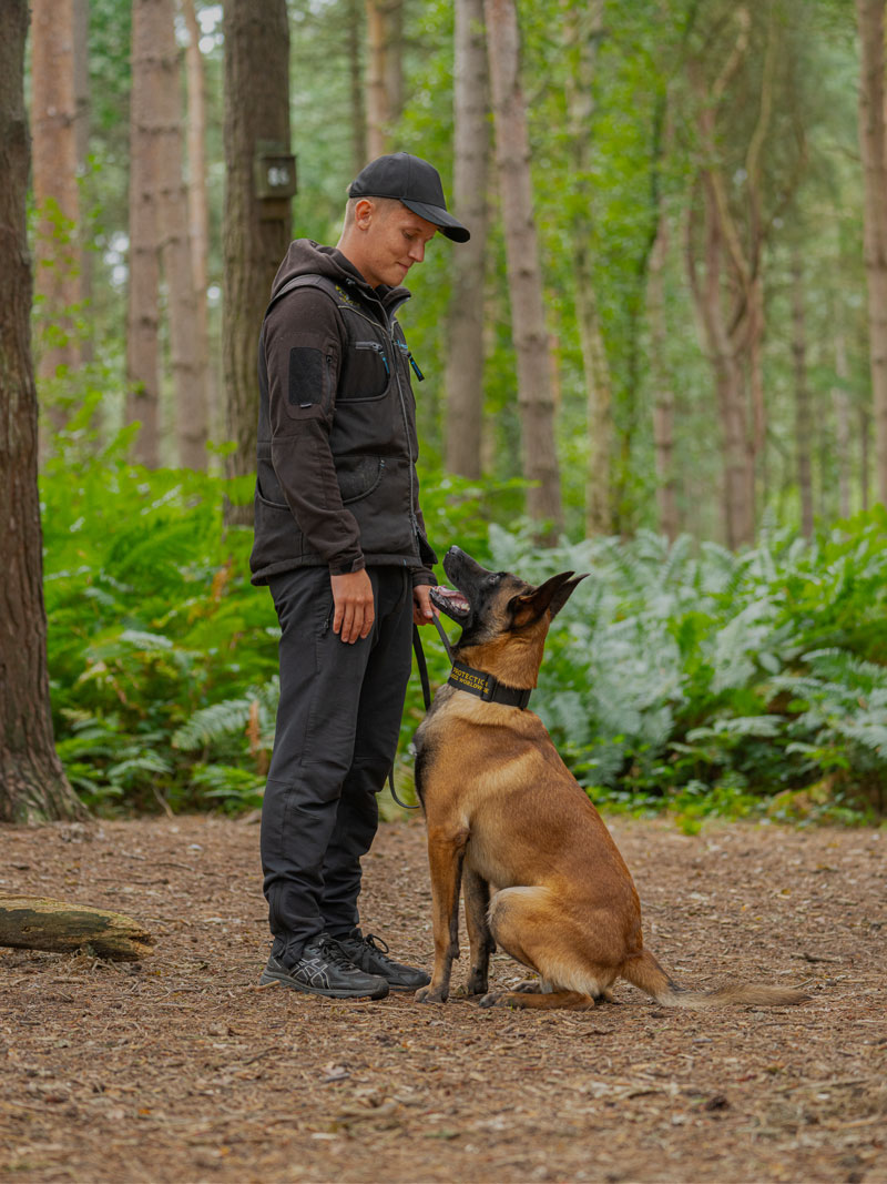 An image showing a fully trained Belgian Malinois doing some obedience training with senior dog trainer Harvey Kemp at Protection Dogs Worldwide