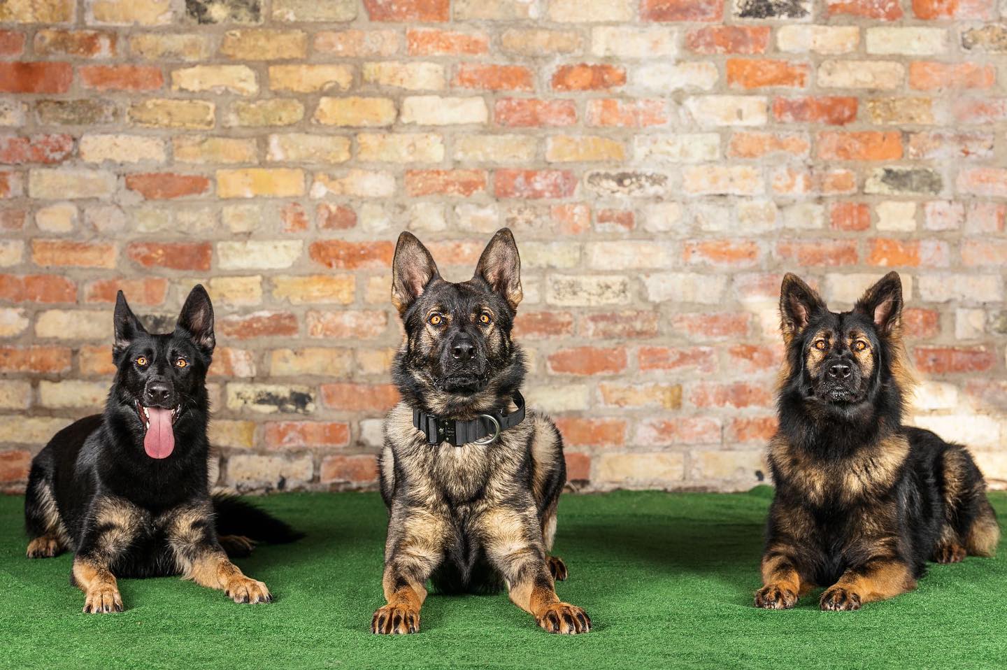 Best and Worst Protection Dog Breeds Protection Dogs Worldwide USA