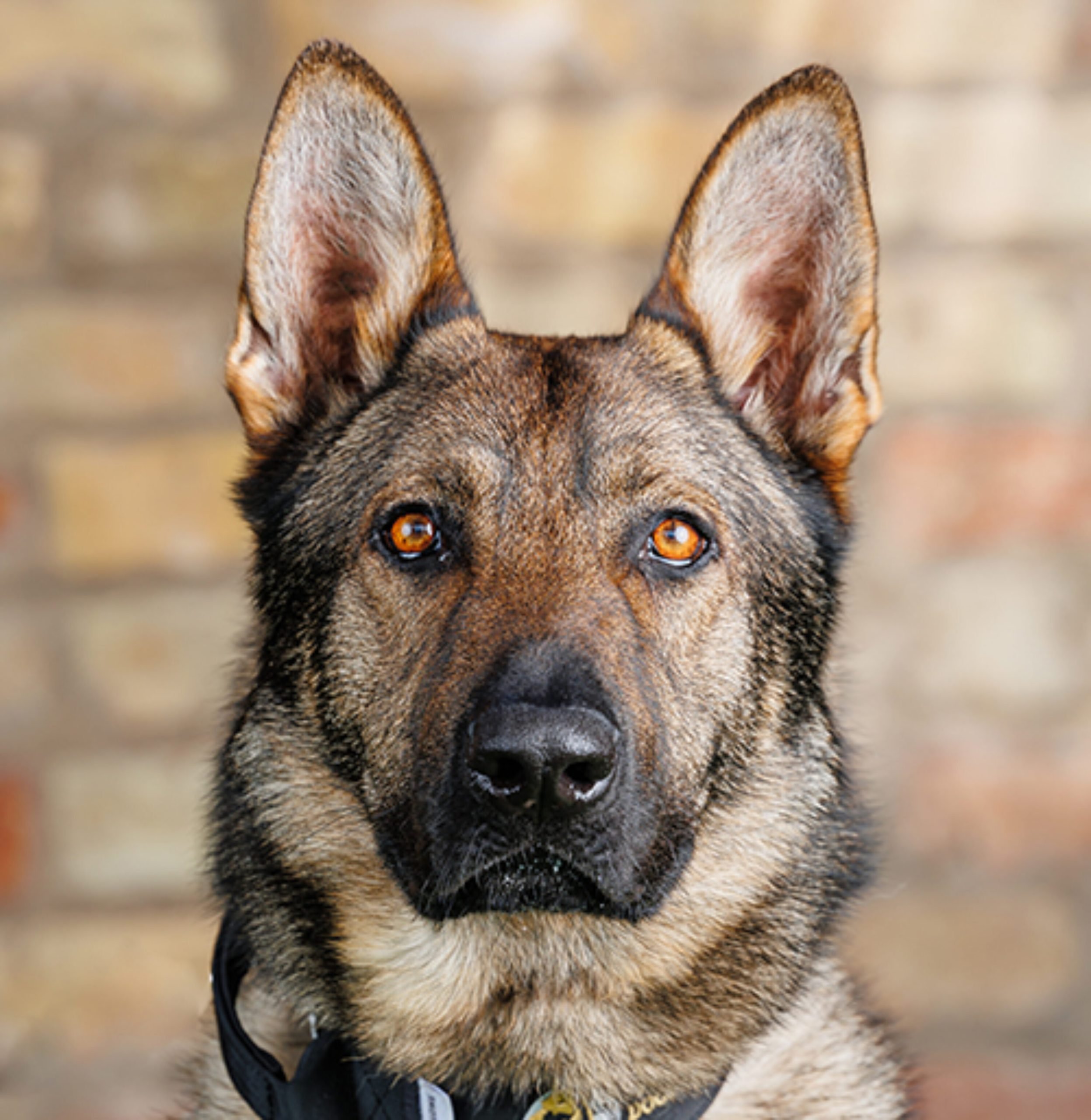 Trained Cane Corso Personal & Family Protection Dogs for Sale Uk