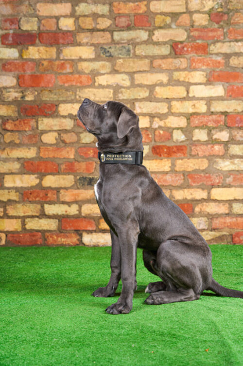 BOSTON Protection Dogs Worldwide USA Protection Dogs Worldwide USA