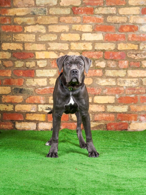 BOSTON Protection Dogs Worldwide USA Protection Dogs Worldwide USA